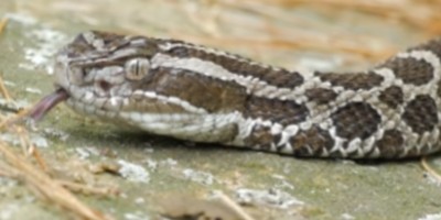 Madison snake